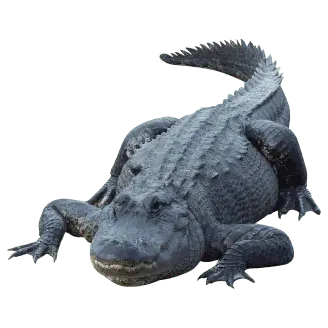 Jacaré