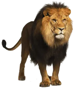 Leão