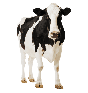 Vaca